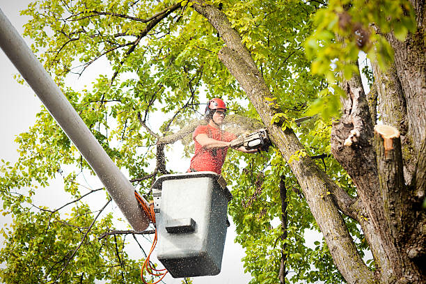 Storm Lake, IA Tree Services Company